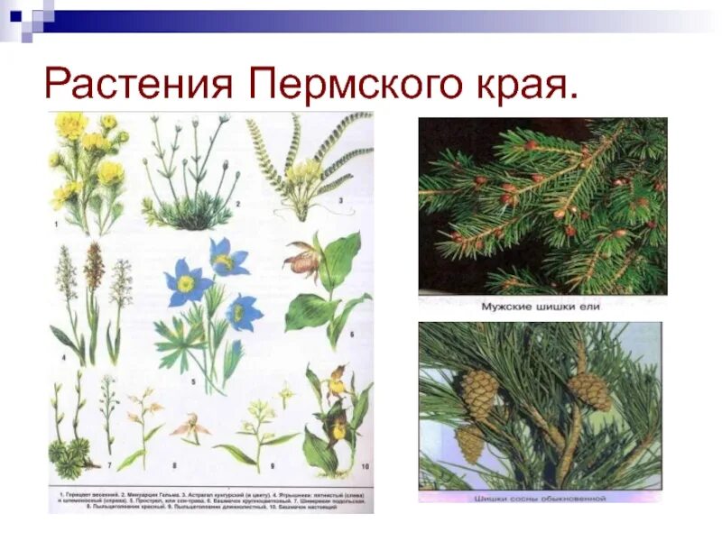 Берегите первоцветы - Новости заповедника - Новости - Кузнецкий Алатау