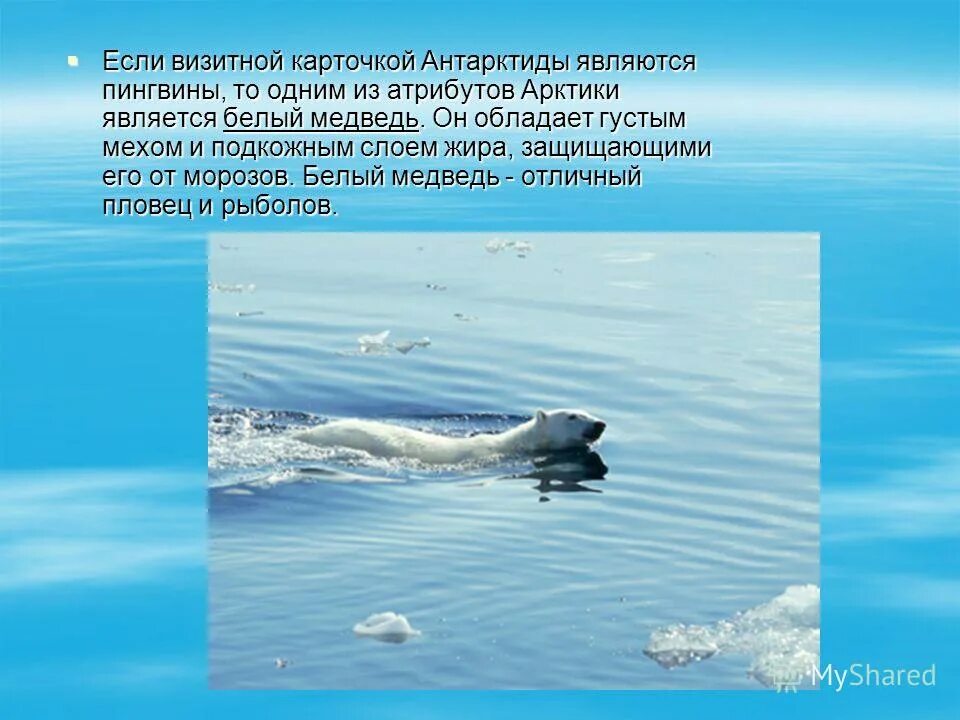 антарктида презентация. презентация по антарктиде. визитная карточка антарктиды. антарктида визитная карточка материка. визитная карточка антарктиды.