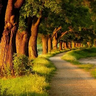 See your path