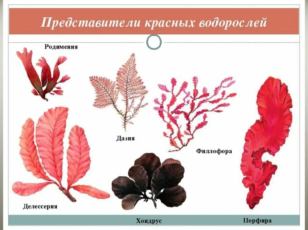 Порфира Филлофора. Багрянки водоросли представители. Красные водоросли представители названия. Подцарство багрянки.