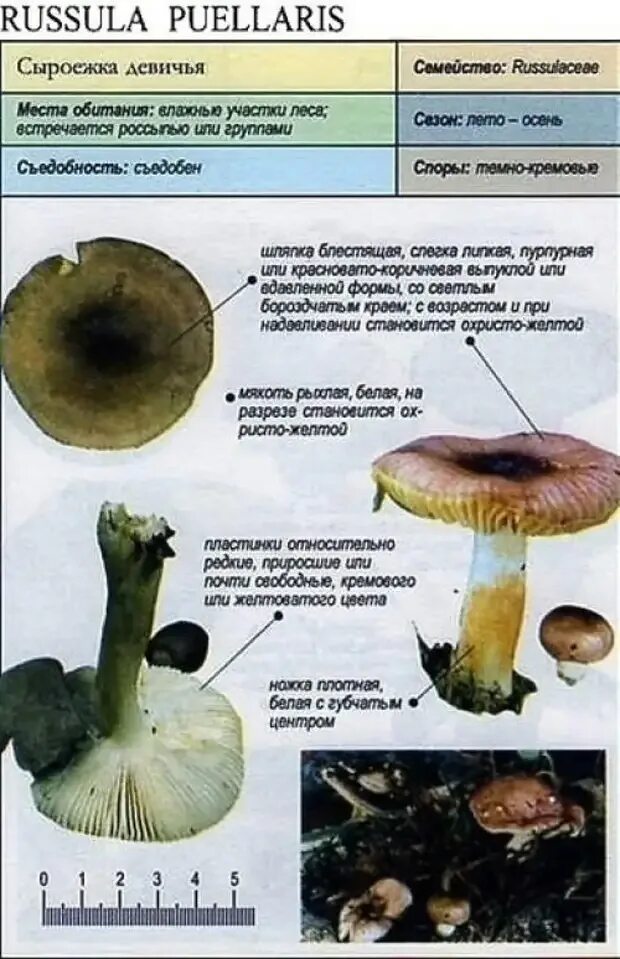 Какую среду обитания освоила сыроежка впр 5. Сыроежка шляпка снизу. Сыроежка гриб паразит или нет. Сыроежки группа грибов.