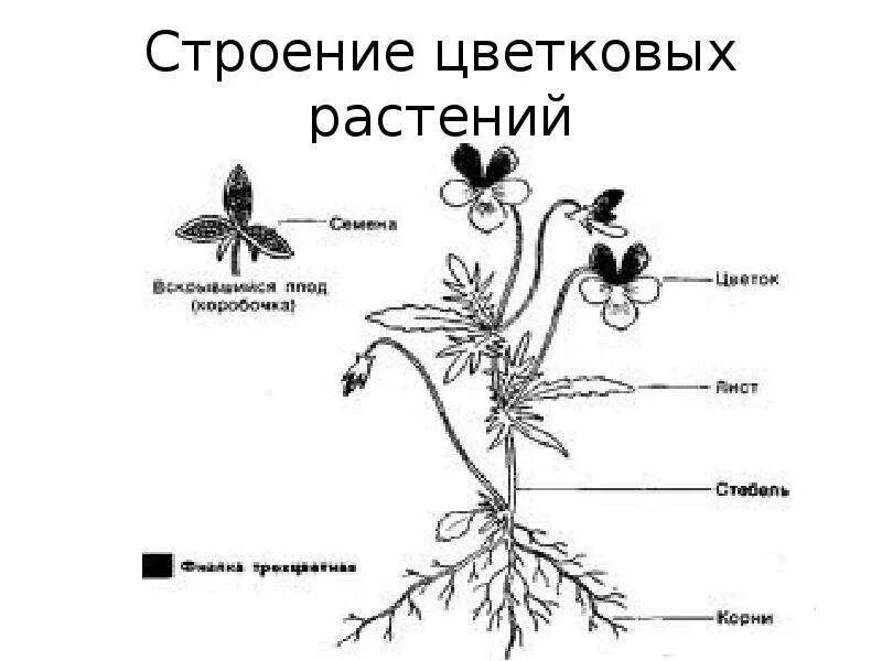 Строение цветкового растения корень стебель лист цветок. Строение цветкового растения корень стебель лист цветок