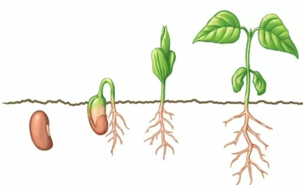Цикл прорастания фасоли семян. Корневая система проростка фасоли. Проросток семени фасоли рисунок. Корень проростка фасоли. Главный корень зародыша развивается