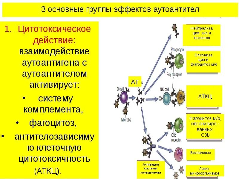 Основные группы карт. Цитотоксическое действие аутоантител. Классификация аутоиммунных заболеваний. Эффекты системы комплемента. Цилиотоксическое действие.