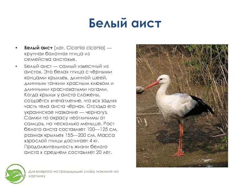 Сочинение описание аиста