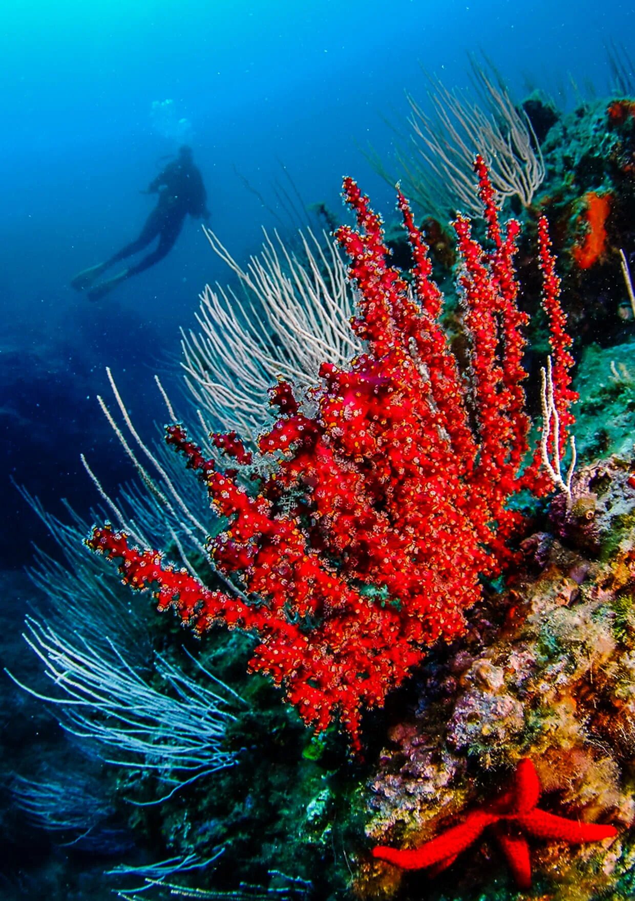 Red coral. Риф Туббатаха Филиппины. Коралловые рифы красного моря. Звездчатый коралл. Атлантический океан коралловый риф.