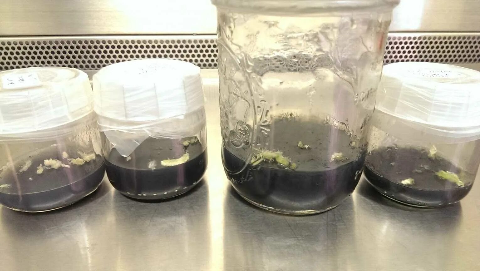 Микроклональное размножение растений. Питательная среда для растений. Семена орхидеи. Питательная среда для семян орхидей. Среда кнудсона для орхидей.