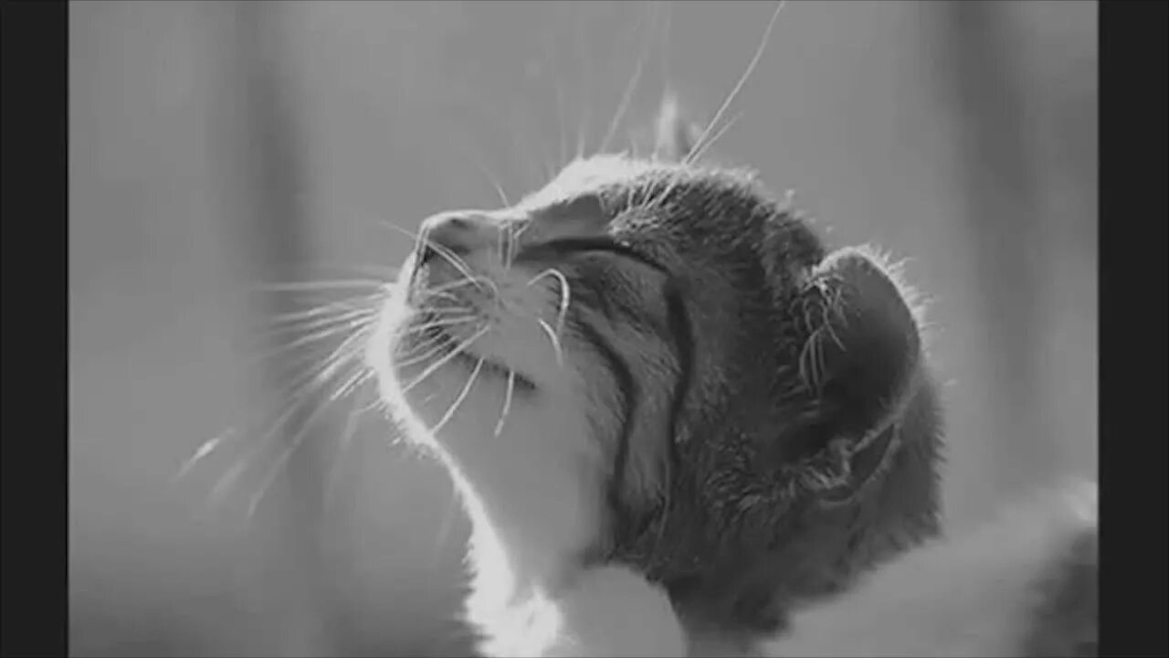 Feeling 32. Кот мотиватор. Мотиваторы смешные. Смешной мотиватор. Мотиваторы котята.