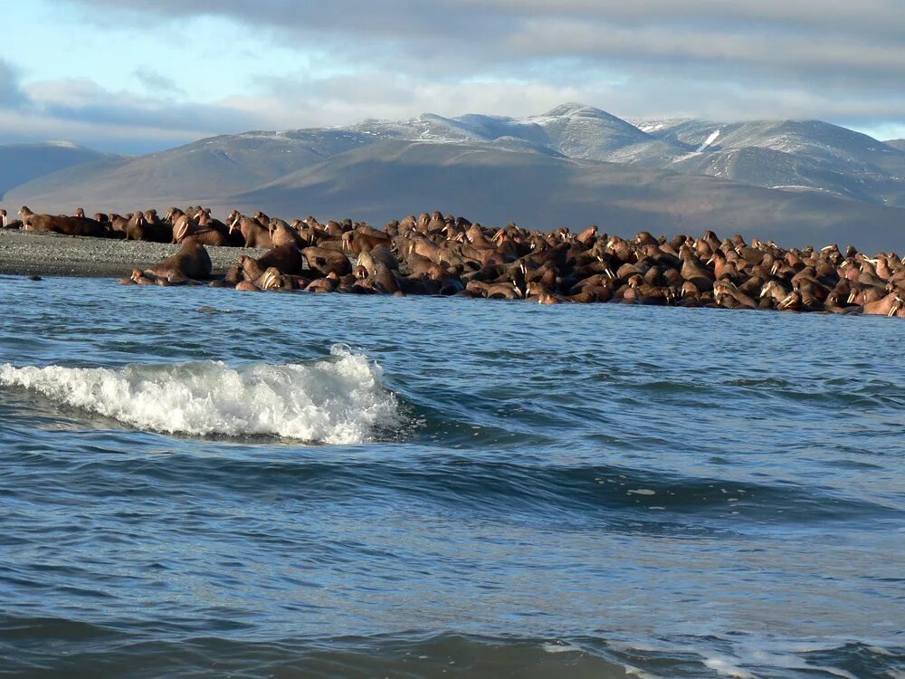остров врангеля.