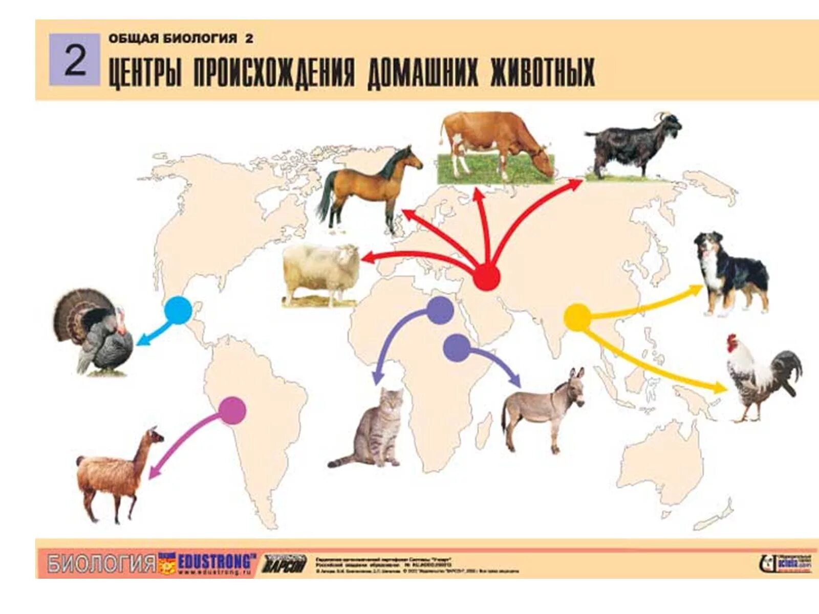 Центры происхождения культурных животных. Центры происхождения домашних животных таблица. Центры происхождения культурных растений и домашних животных. Центры одомашнивания животных карта.