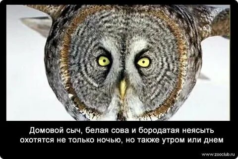 Продолжительность жизни совы