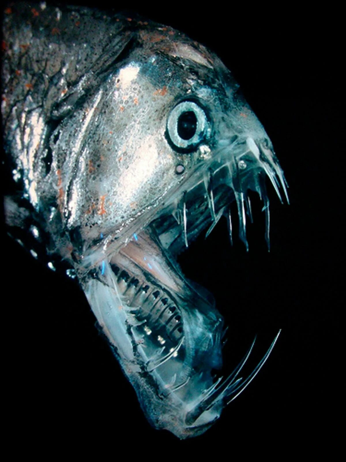 Тихоокеанский хаулиод. Тихоокеанский хаулиод-Chauliodus macouni. Хаулиод (рыба-гадюка). Глубоководные рыбы монстры Марианской впадины.