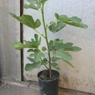 Инжир саженцы краснодар