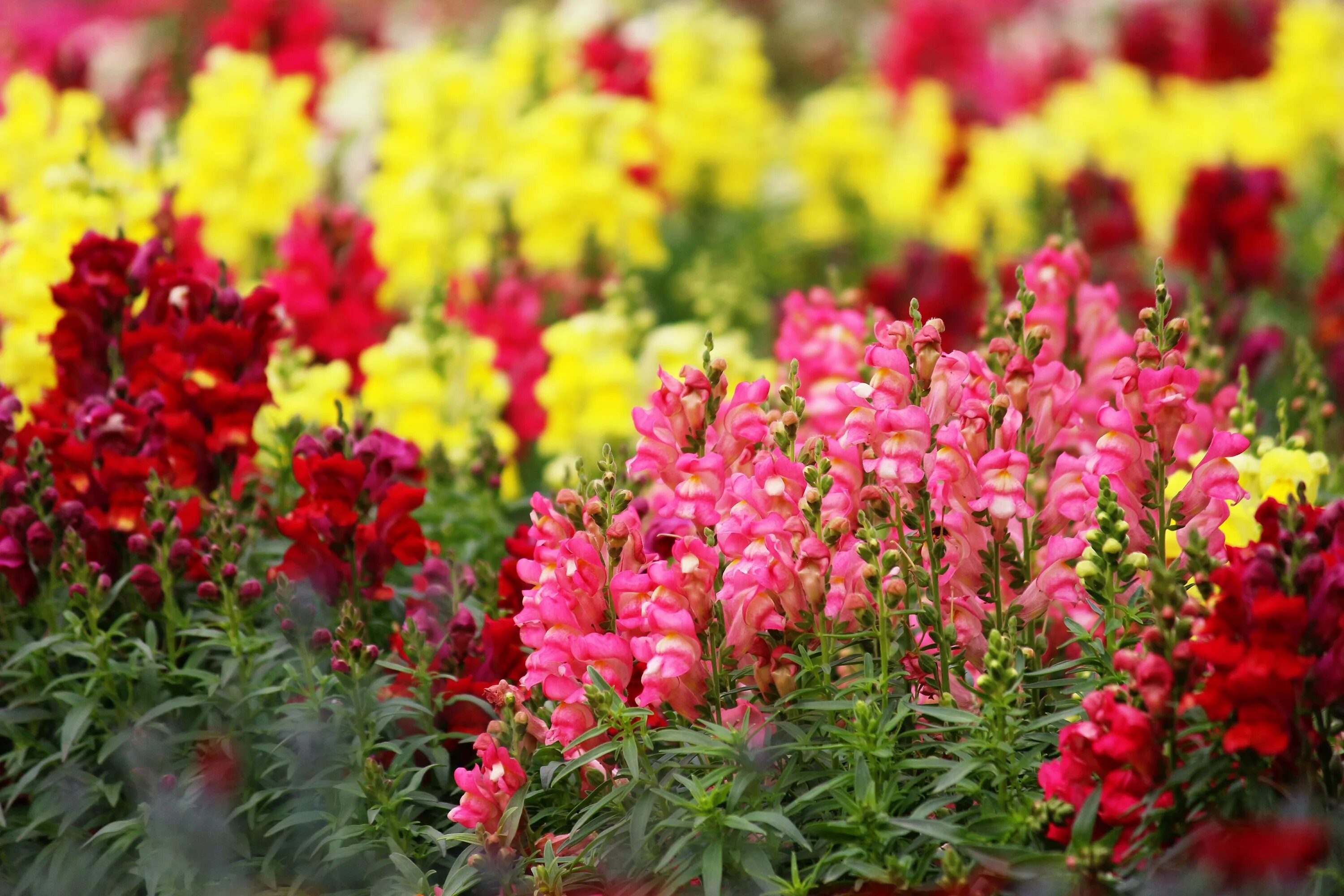 Антирринум львиный зев. Львиный зев, Антирринум - Antirrhinum majus. Антирринум (львиный зев) Твинни. Львиный зев Аппельблоссом.