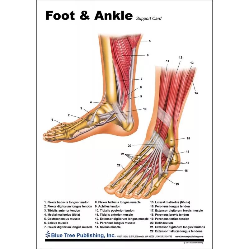 Лодыжка анатомия. Foot Ankle. Ankle tendons Anatomy. Анатомия травматология. Мышцы щиколотки