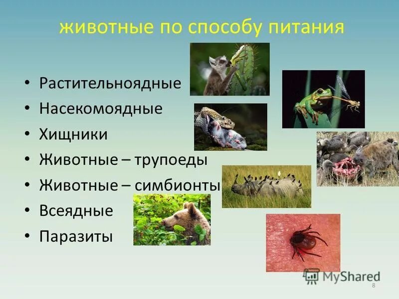Какие способы питания характерны для животных. Хищники растительноядные паразиты. всеядные паразиты. группы животных по способу питания. животные растительноядные всеядные хищники насекомоядные.