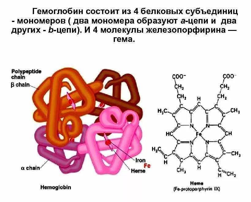 Соединение мономера белка. Гемоглобин строение и структура гема. Структура гемоглобина формула. Строение гема молекулы гемоглобина. Гемоглобин состоит из 4 молекул гема.