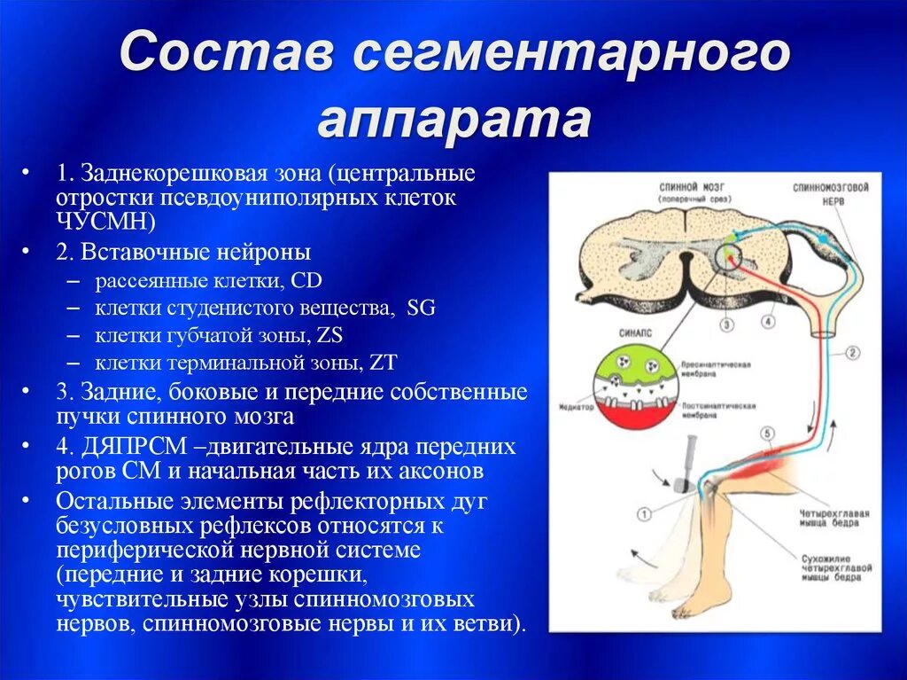 Мозг человека состоит из нейронов. Состав сегментарного аппарата спинного мозга. Сегментарный аппарат головного мозга. Центральные отростки псевдоуниполярных клеток. Двигательные Нейроны спинного мозга.