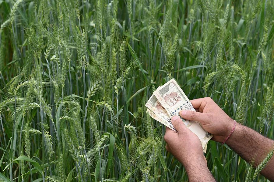 Фермер деньги. Деньги аграрии. Сельское хозяйство. Money farmer. Богатый фермер.