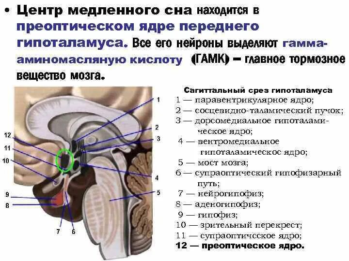 Передние и задние ядра гипоталамуса. Центр сна в гипоталамусе. Паравентрикулярное ядро гипоталамуса. Центр бодрствования в головном мозге. Центр голода расположен