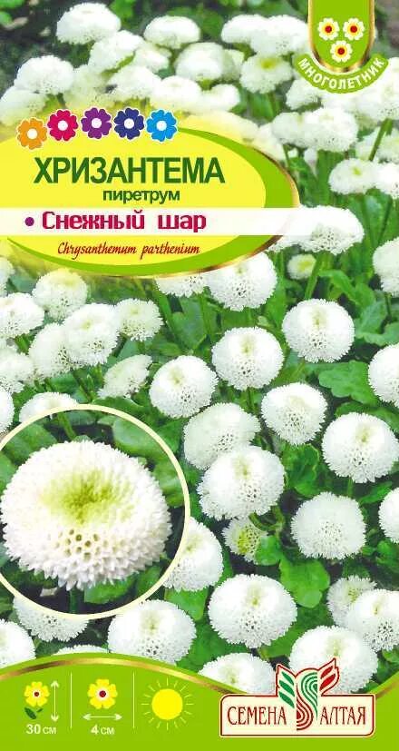 Пиретрум снежный шар. Цветок пиретрум девичий снежный шар. Семена Алтая Хризантема снежный шар пиретрум. Хризантема снежный шар ,пиретрум ц/п, 0,01г сем.Алтая. Хризантема пиретрум снежный шар.