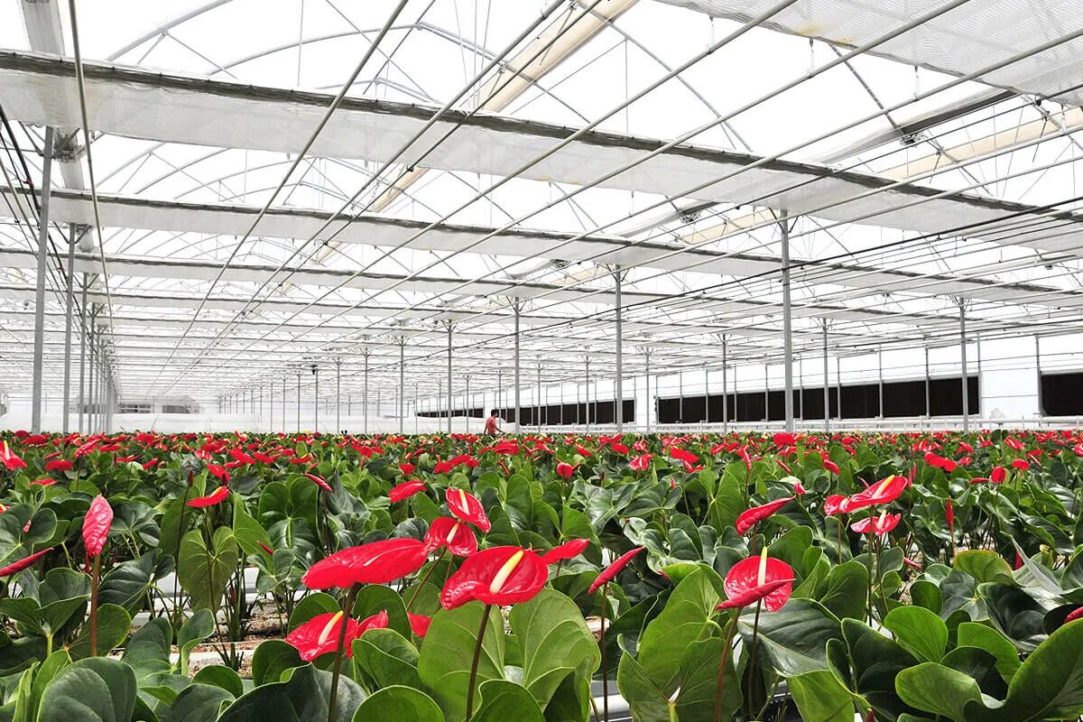 Пром цветы. Тепличный комбинат лазаревское. Тепличное хозяйство атэна тюмень. Теплицы с рассадой цветов. Тепличное хозяйство цветов харченко.