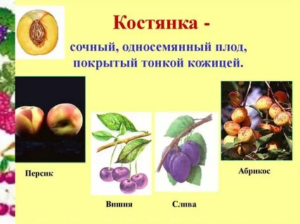 Небольшой сочный плод и трав