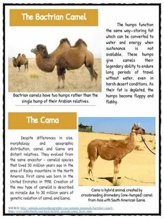 Camel перевод
