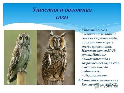 Еще и филин текст