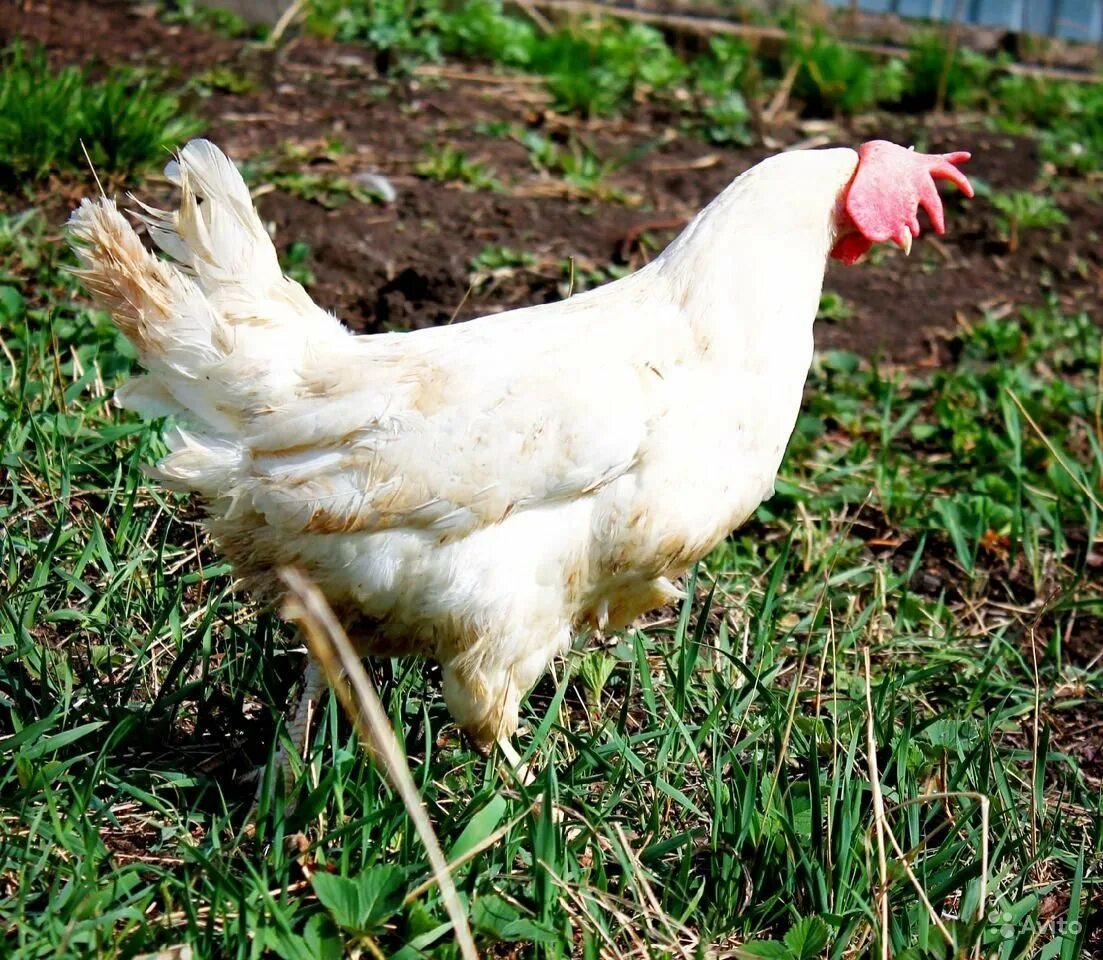 Хайсекс уайт браун. Куры хайсекс белый. Хайсекс ломан. Цыплята хайсекс уайт. Куры хайсекс белый.
