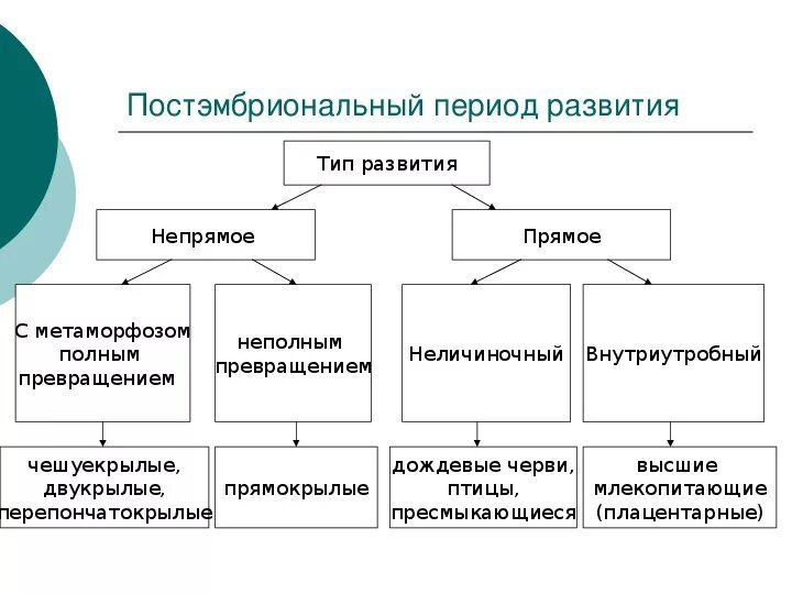 Биология 10 класс презентация "Онтогенез"
