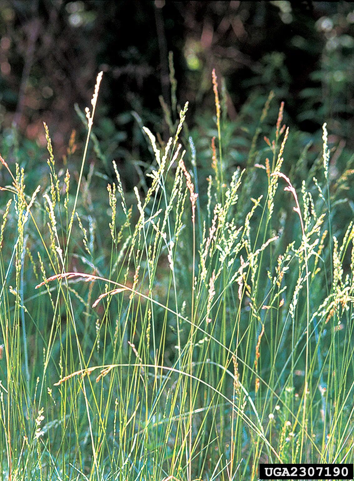 Купить семена овсяницы. Овся́ница Луговая (Festuca pratensis). Овсяница Луговая (Festuca pratensis). Овсяница Луговая семена. Райграс мятлик Луговой овсяница красная.