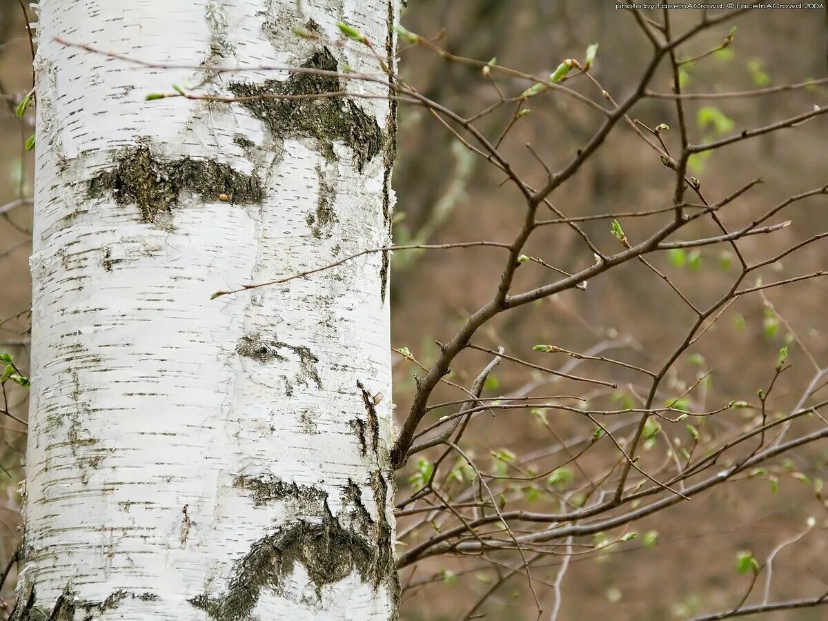 Чечевички у тополя. Ствол березы.