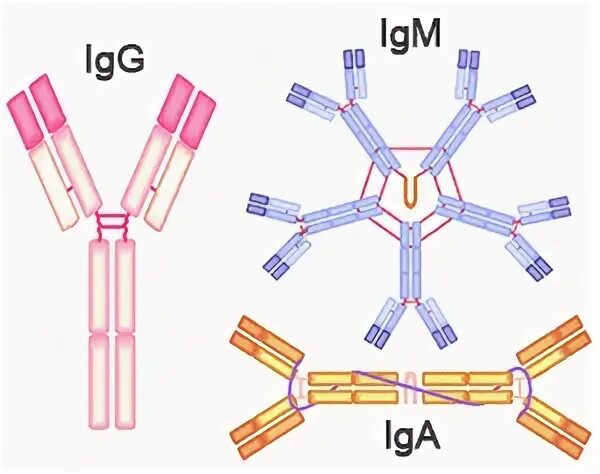 Иммуноглобулины iga igm igg. Iga иммуноглобулин. Антитела IGM IGG iga. Иммуноглобулины ig g ig m ig e. Iga антитела строение.