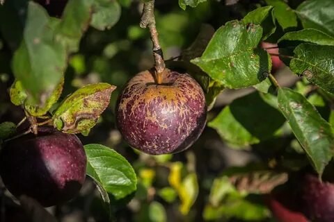 Purple apple