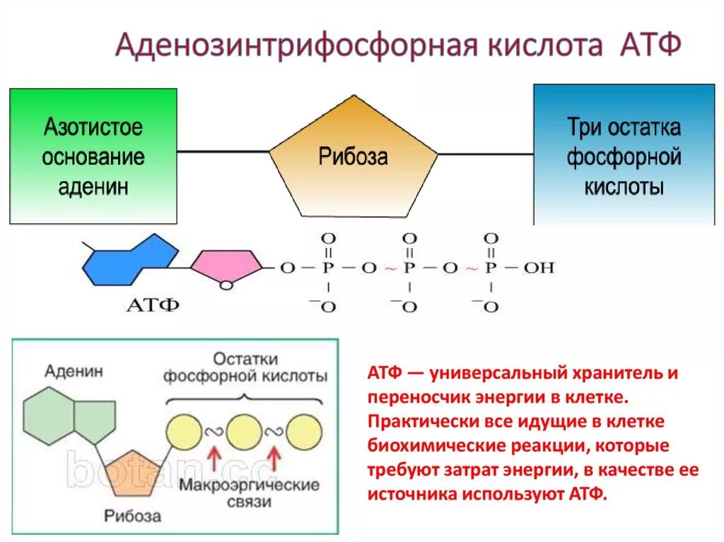Структура и строение АТФ. Формула аденозинтрифосфорной кислоты. Строение АТФ макроэргические связи. Строение молекулы АТФ.