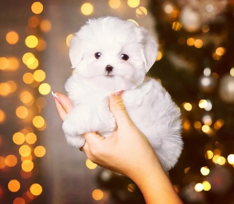 текст песни baby baby. Baby face willette. она мерседес бенц милый бейби фейс песня. она мерседес бенц милый бейби фейс песня. обложка альбома фейс бейби.