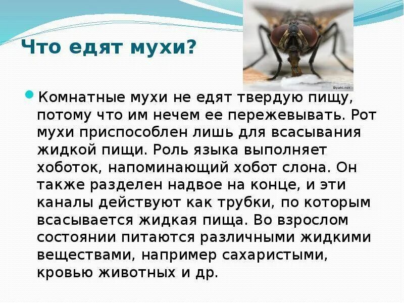 Сколько живут мухи. Муха обыкновенная комнатная сколько живет. Сколько живут комнатные мухи. Сколько живут мухи в домашних условиях.