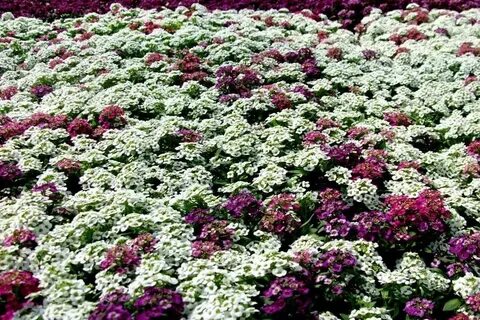 Алиссум фото цветов многолетний