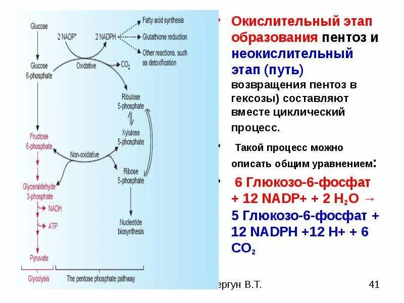 Окисление в биосинтезе. Пентозофосфатный путь неокислительный этап схема. Окислительный путь образования пентоз. Пентозофосфатный путь Глюкозы неокислительная фаза. Глюконеогенез цикл.