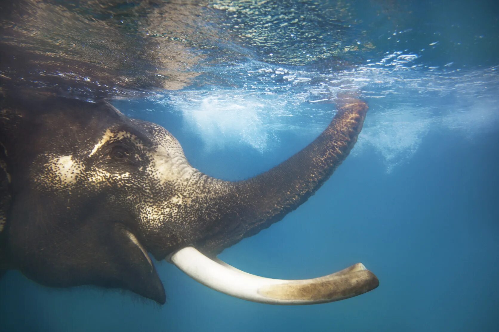 Elephant swim. Слон плывет. Слон плавает. Слоны плавают. Слон под водой.