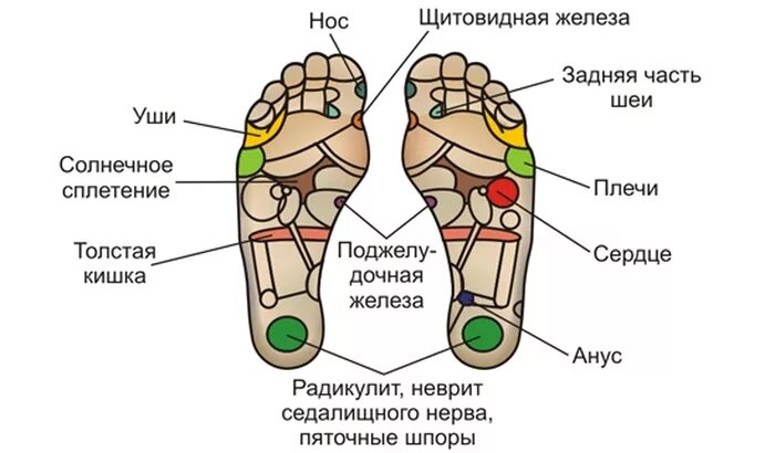 Строение ноги сзади ниже колена. Части ступы. Строевой шаг. Анатомия костей ноги человека. Из каких костей состоит нога человека.