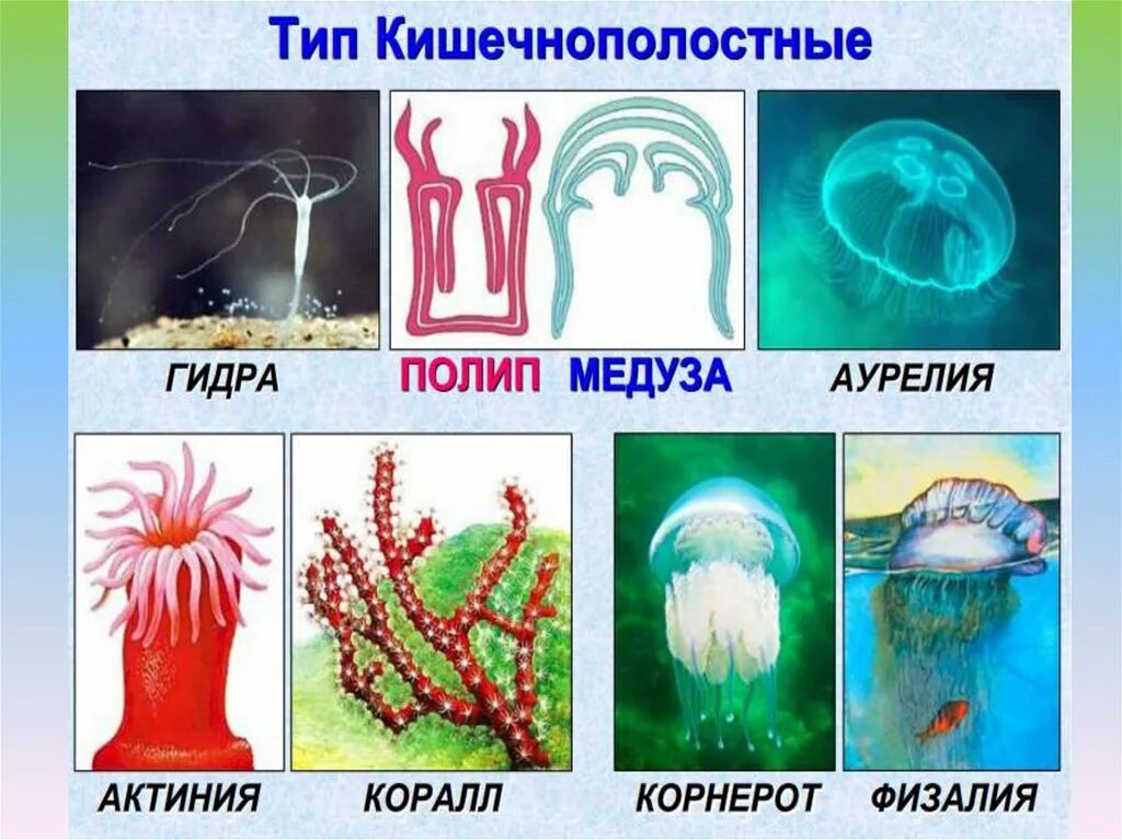 Гидроидные полипы представители. Свободноплавающие кишечнополостные. Классификация медузы корнерот. Тип кишечнополостные классы гидроидные сцифоидные коралловые полипы. Сцифоидные медузы: аурелия, цианея, крестовичок.