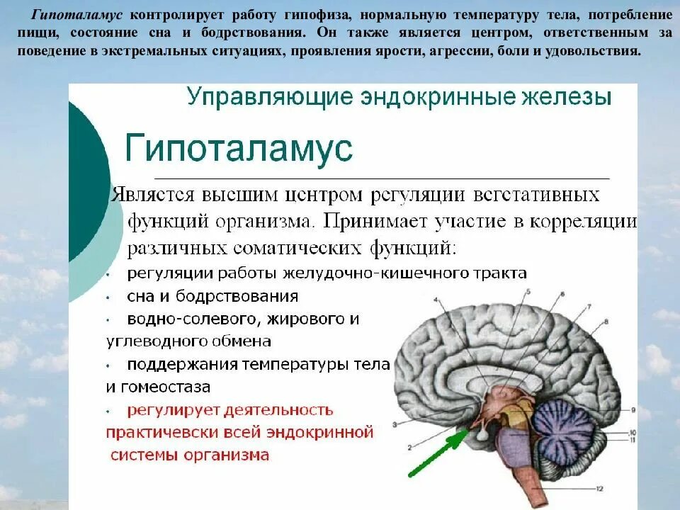 Анатомия человека гипофиз и гипоталамус. Функции отделов головного мозга гипоталамус. Гипоталамус высший центр регуляции эндокринных функций. Структура головного мозга гипофиз. Гормон центральной нервной системы