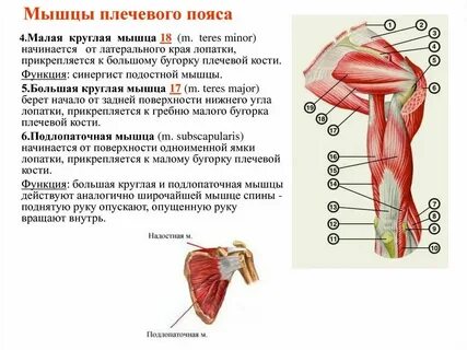Функции плечевого пояса и руки