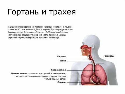 Трахея у человека относительно пищевода располагается
