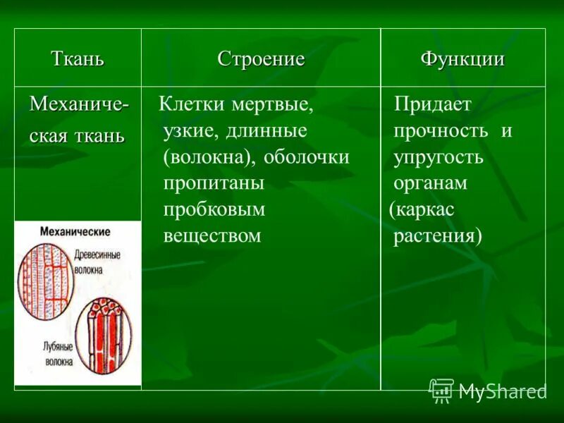 Как связано строение с выполняемой функцией. Генеративные органы растений. Эпителиальная ткань особенности строения и функции. Клеточная мембрана строение и функции. Как связано строение с выполняемой функцией.