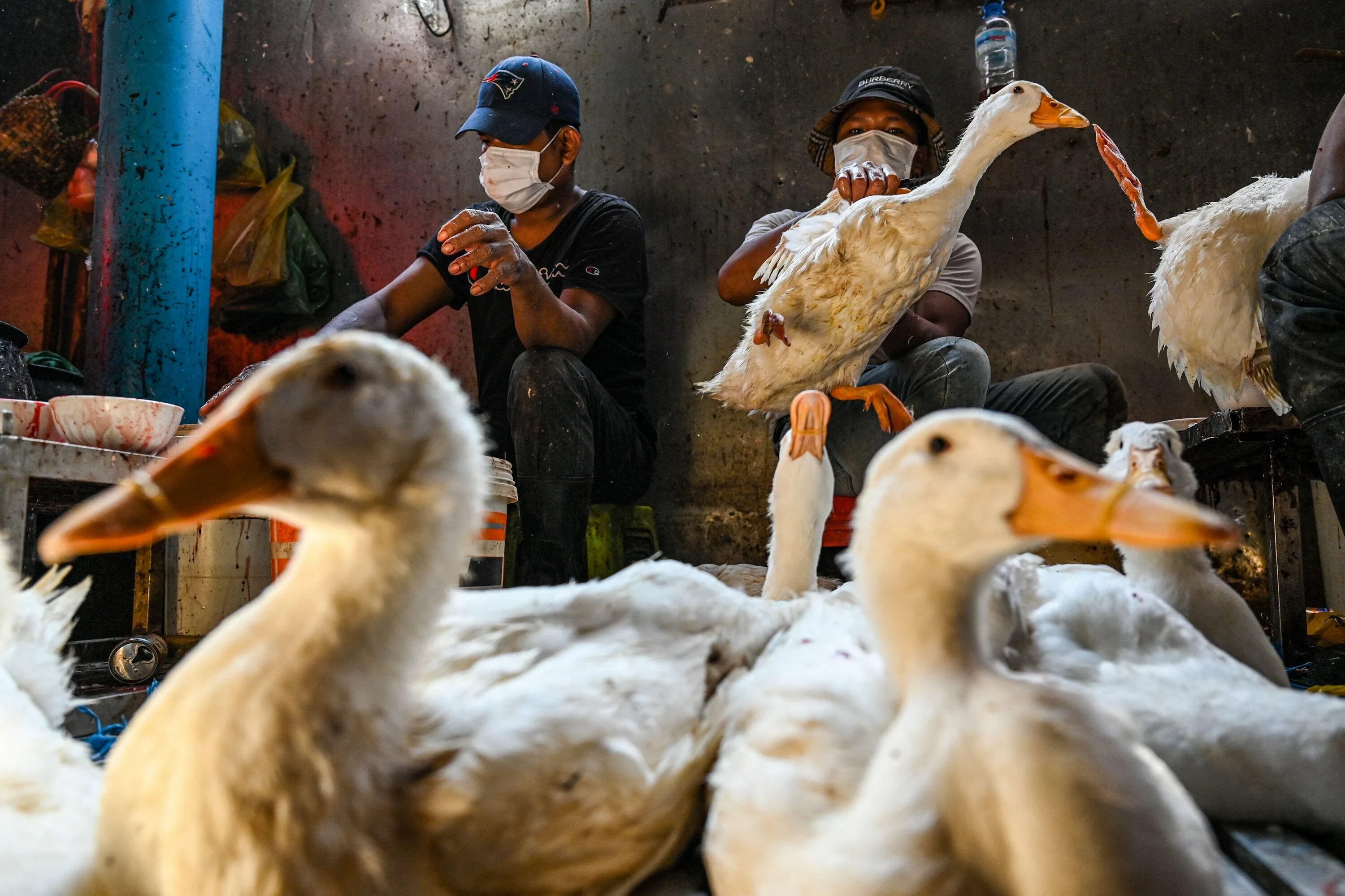 Птичий грипп h5n1. Вакцина от птичьего гриппа для людей.