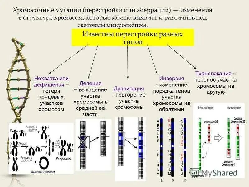 Изменение структуры хромосом. Перестройка структуры хромосом. Тип мутаций, изменяющие структуру хромосом:. Геномные аберрации хромосом.