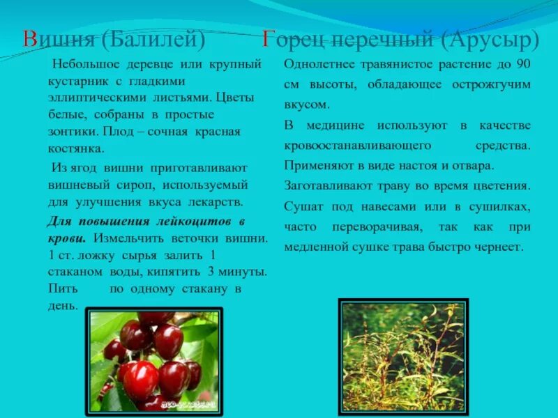 Сочный плод яблони